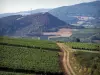 南部ブルゴーニュの風景 - マコーネのブドウ園のブドウ畑