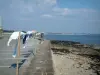 布列塔尼的沿海风景 - Tudy Island：悬挂洗衣房，沙滩点缀着海藻和大海（大西洋）
