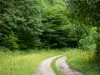 石灰森林 - 森林路径，植被和森林的树木