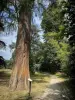 谷-aux-Loups的部门域 - 庄园的树木