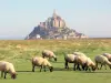 L'agneau de prés-salés du Mont-Saint-Michel - Guide gastronomie, vacances & week-end dans la Manche