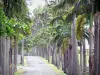 Alameda Dumanoir - El camino alineó con palmas reales, en el municipio de Capesterre -Belle - Eau y la isla de Basse - Terre