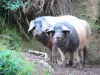 Aldudes valley - Free-range Basque pork