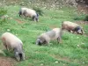 Aldudes valley - Free-range Basque pork