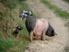Aldudes valley - Free-range Basque pork: sow and its piglets