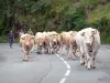 Aldudes valley - Herd of cows on the road