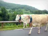 Aldudes valley - Cows on the road