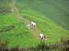 Aldudes valley - Horses on a path