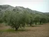 Alpilles mountain range - Olivier and Alpilles limestone mountain range