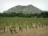 Alpilles mountain range - Vineyards (Baux-de-Provence vineyards), forest and Alpilles limestone mountain range overhanging the set