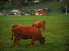 Alpine cows - Tarine cows and chalets in background