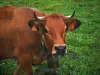 Alpine cows - Tarine cow carrying a bell