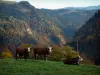 Alpine cows - Alpine pasture (high meadows) in the Aravis massif with Abundance cows wearing bells, trees in autumn and mountains covered with forests in background