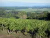 Angevine coastal road - From the scenic coastal road, view of the Loire valley (Anjou vineyards, trees and fields)