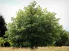 Arboreto de Versalhes-Chèvreloup - Árvores do arboreto