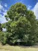 Arboreto de Versalhes-Chèvreloup - Árvore do arboreto