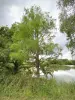 Arboreto de Versalhes-Chèvreloup - Árvores à beira da água