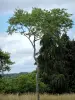 Arboreto de Versalhes-Chèvreloup - Árvores do arboreto