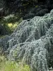 Arboreto de Versalhes-Chèvreloup - Árvores do arboreto