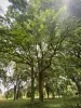 Arboreto de Versalles-Chèvreloup - Bajo los árboles del Arboretum