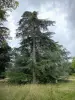 Arboreto de Versalles-Chèvreloup - Árbol del arboreto