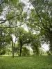 Arboreto de Versalles-Chèvreloup - Árboles del arboreto
