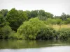 Arboreto de Versalles-Chèvreloup - Árboles junto al estanque