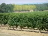 Armagnac vineyards