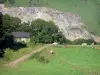 Aspe valley - Cows in a pasture, near a stone hut