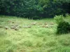 Aspe valley - Flock of sheep in a meadow