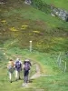 Auvergne Volcanic Regional Nature Park - Monts du Cantal: hikers on a marked trail