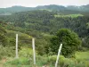 Auvergne Volcanic Regional Nature Park - Forest of the Cantal mountains, with fence in foreground
