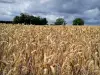 Auvers-sur-Oise - Campo de trigo