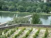 Avignon - Viñedos con vistas al Ródano (río) y el Pont Saint-Benezet