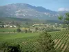 Balagne region - Vineyards and hills