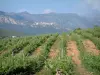 Balagne region - Vineyards, hilltop village, hills and mountains