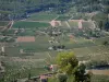 Bandol vineyards