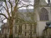 Bayeux - Catedral de Notre Dame y el árbol