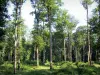 Bellême forest - Trees and undergrowth of the forest, in the Perche Regional Nature Park