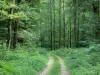Bercé Forest - Путь, деревья и подлесок