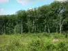 Bercé Forest - Вид на деревья в лесу