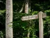 Bercé Forest - Деревянный знак с указанием на лес Клос и дуб Боппе