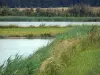 Berry landscapes - La Brenne Regional Nature Park: lakes, meadow and reedbed (reeds)