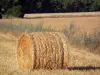 Berry landscapes - Hay bales in a field