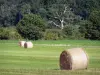 Berry landscapes - La Brenne Regional Nature Park: hay bales in a meadow, trees in background