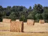 Berry landscapes - Hay bales in a field and trees in background