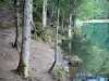 Bethmale lake - Bank planted with trees and Bethmale lake; in the Ariège Pyrenees Regional Nature Park, in Le Couserans area, in the Bethmale valley