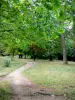 Bois de Vincennes - Sentier bordé d'arbres