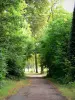 Bois de Vincennes - Small road through the forest