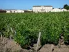 Bordeaux Weinanbaugebiet - Rebstöcke vorne, mit Blick auf das Schloss Branaire-Ducru, Weingut in Saint-Julien-Beychevelle, im Medoc